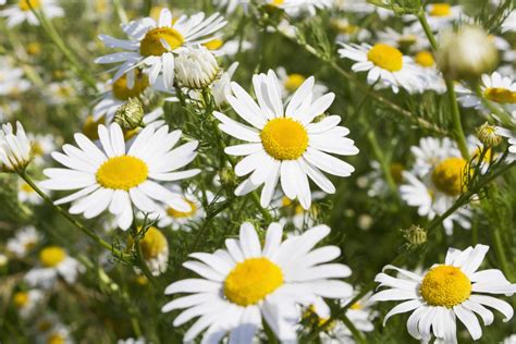 Magical priperties of chamomile